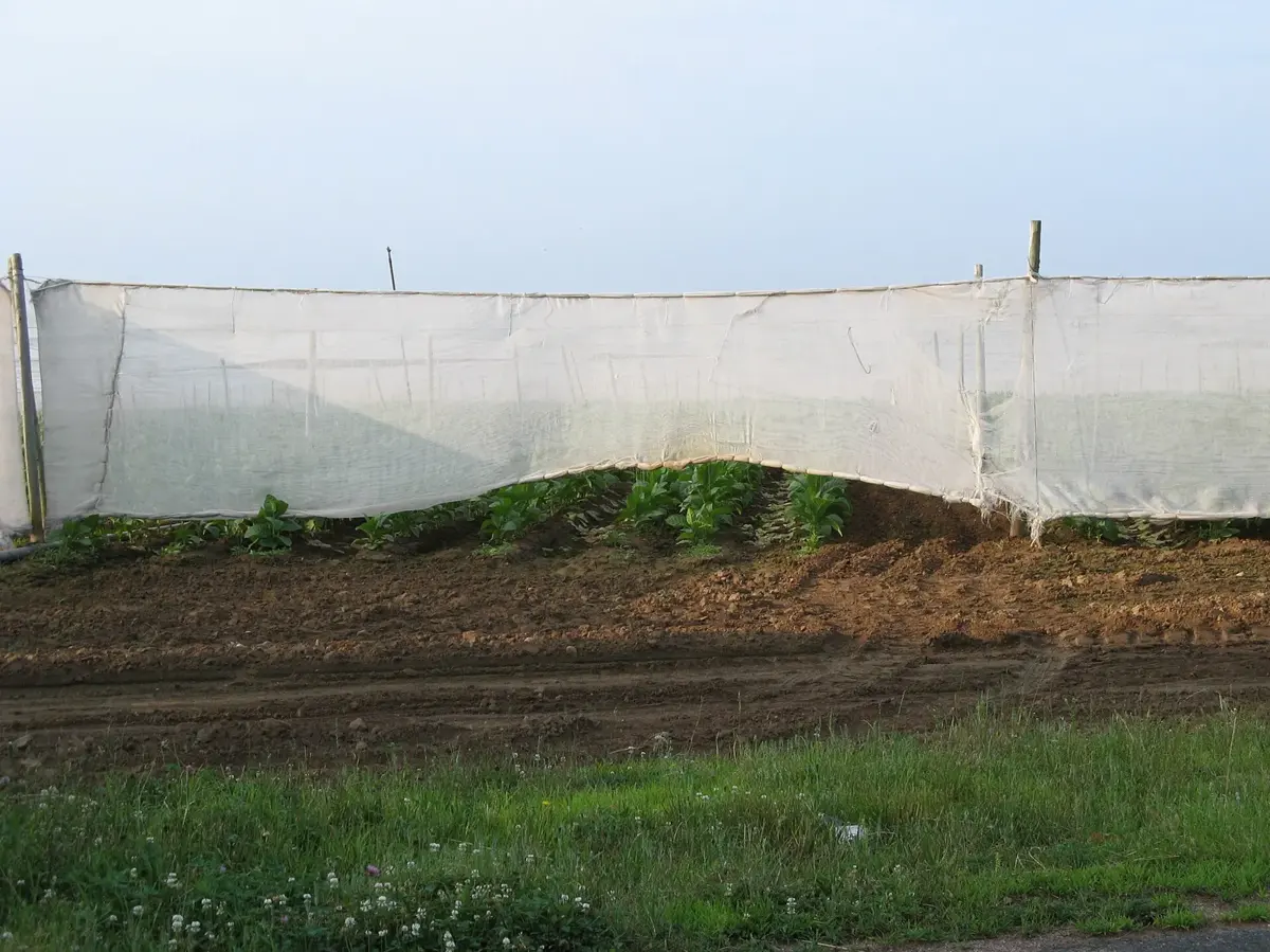 Shade-grown tobacco under cloth in East Windsor, Connecticut