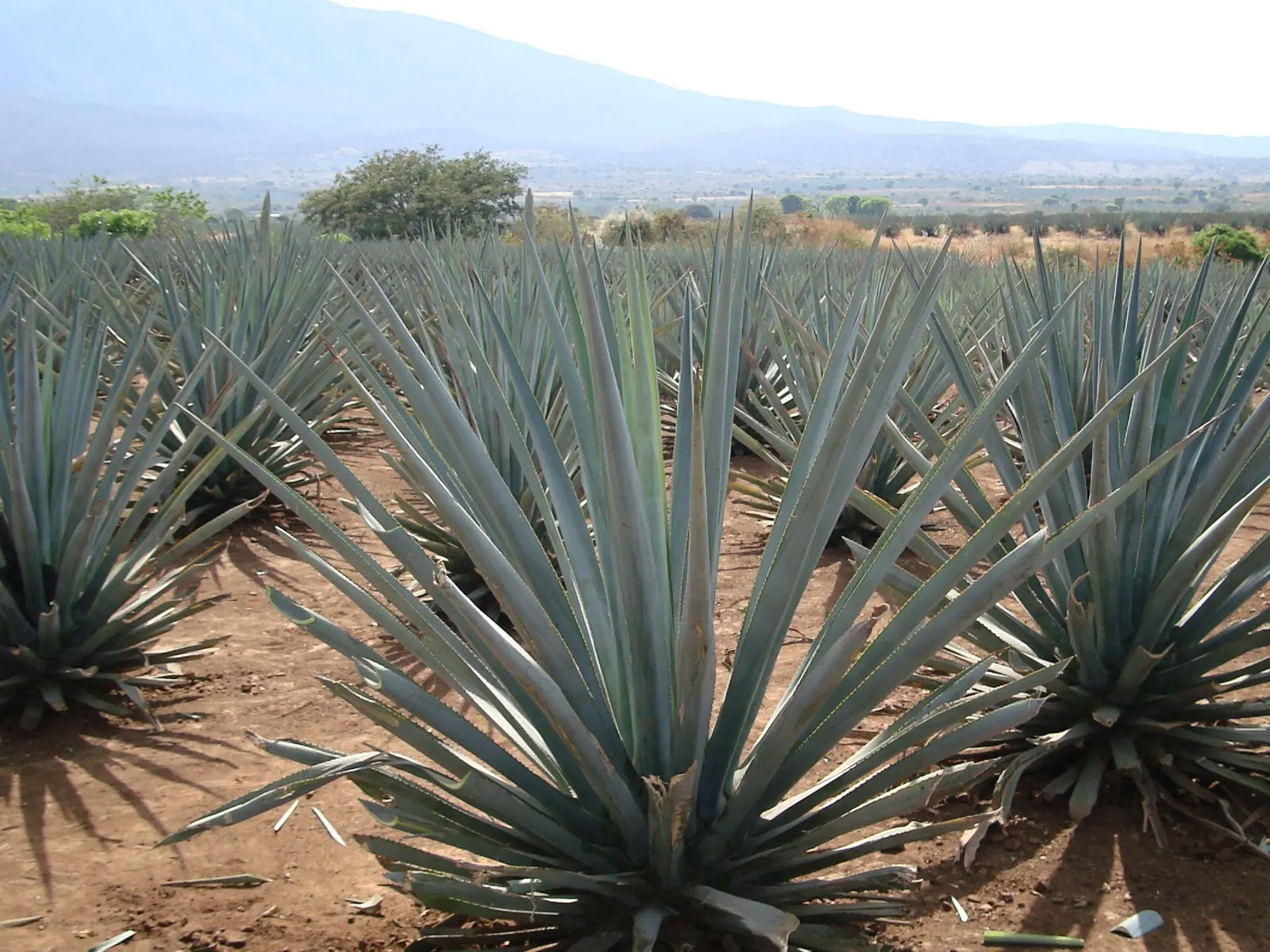A blue agave plant, Agave tequilana, the base of all tequila